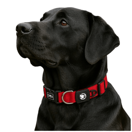Red DDOXX Premium Nylon Dog Collar - Small - Willow Shack Collective