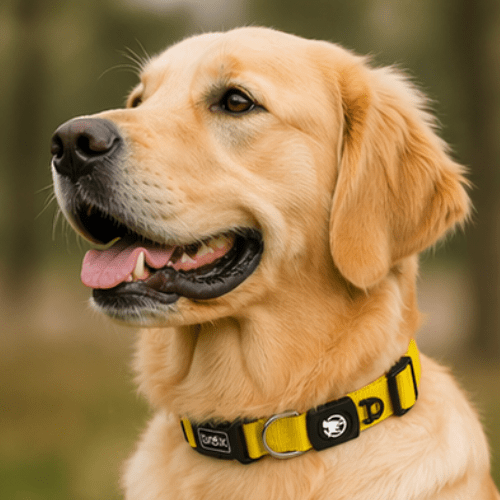 Yellow DDOXX Premium Nylon Dog Collar - Small - Willow Shack Collective